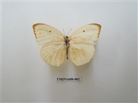 藏品(細波遷粉蝶)的圖片